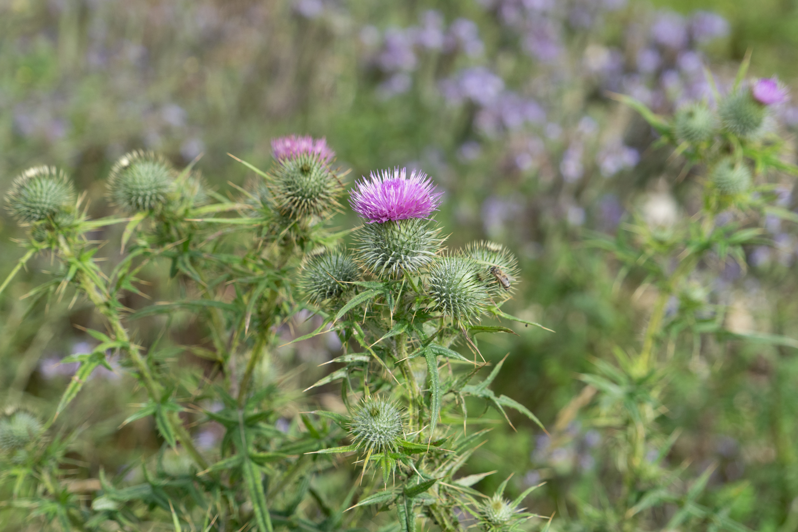 Photography by Chris Allington
